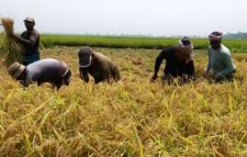 শ্রমিক সংকটেও আধাপাকা ধান কাটছে কৃষক