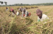 কুষ্টিয়ায় ধানের ফলনে খুশি কৃষক : কাটা-মাড়াইয়ে ব্যস্ত
