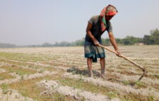 আলু জমি তৈরিতে ব্যস্ত হিলি কৃষকরা