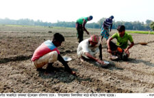 রবিশস্য চাষে ঝুঁকেছে কৃষক