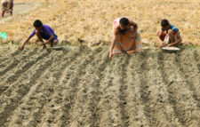 চিরিরবন্দরে আগাম জাতের আলু চাষে ব্যস্ত কৃষক