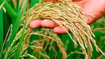 ধান উৎপাদনে নতুন রেকর্ড