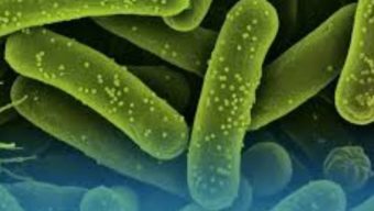 ফ্লোরিডায় প্রাণ কাড়ল ‘মাংসখেকো’ ব্যাকটেরিয়া, ঝুঁকিতে কারা?