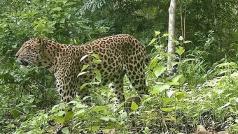 দেশে যেসব বন্যপ্রাণী বিভিন্ন বনাঞ্চল থেকে বিলুপ্ত হচ্ছে