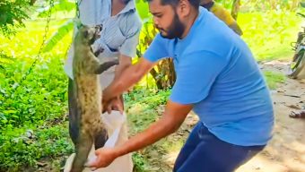 শ্রীমঙ্গলে গন্ধগোকুল আটক, বন্যপ্রাণী ফাউন্ডেশনের উদ্যোগে অবমুক্ত